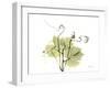 Grape Leaves and Tendrils, X-ray-Koetsier Albert-Framed Photographic Print