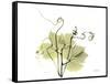 Grape Leaves and Tendrils, X-ray-Koetsier Albert-Framed Stretched Canvas