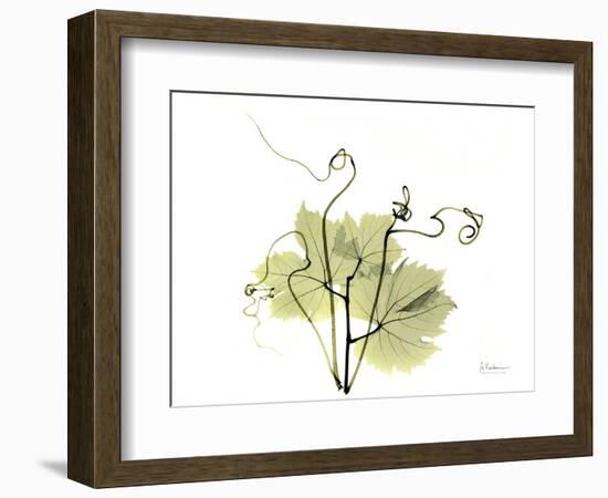 Grape Leaves and Tendrils, X-ray-Koetsier Albert-Framed Photographic Print