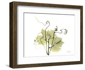 Grape Leaves and Tendrils, X-ray-Koetsier Albert-Framed Photographic Print