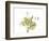 Grape Leaves and Tendrils, X-ray-Koetsier Albert-Framed Photographic Print