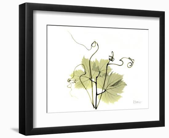 Grape Leaves and Tendrils, X-ray-Koetsier Albert-Framed Photographic Print