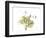 Grape Leaves and Tendrils, X-ray-Koetsier Albert-Framed Photographic Print