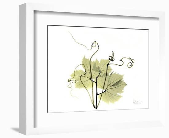Grape Leaves and Tendrils, X-ray-Koetsier Albert-Framed Photographic Print