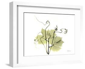 Grape Leaves and Tendrils, X-ray-Koetsier Albert-Framed Photographic Print