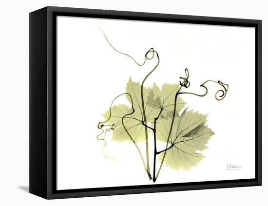 Grape Leaves and Tendrils, X-ray-Koetsier Albert-Framed Stretched Canvas