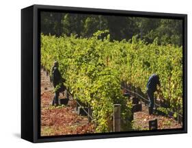 Grape Pickers at a Winery Vineyard in Region of Margaret River, Western Australia-Robert Francis-Framed Stretched Canvas