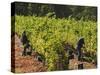 Grape Pickers at a Winery Vineyard in Region of Margaret River, Western Australia-Robert Francis-Stretched Canvas