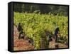 Grape Pickers at a Winery Vineyard in Region of Margaret River, Western Australia-Robert Francis-Framed Stretched Canvas