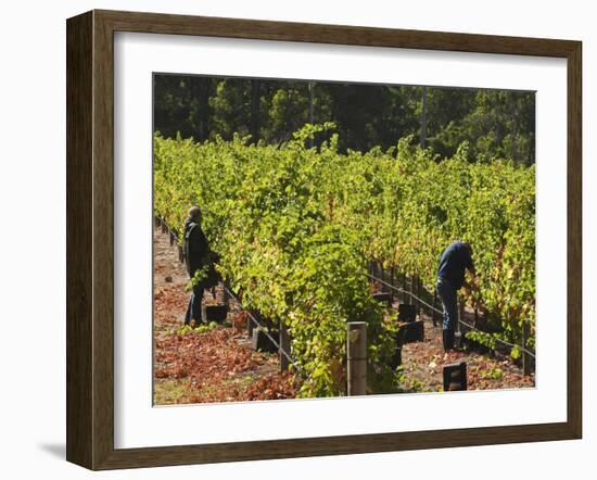 Grape Pickers at a Winery Vineyard in Region of Margaret River, Western Australia-Robert Francis-Framed Photographic Print