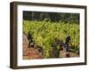 Grape Pickers at a Winery Vineyard in Region of Margaret River, Western Australia-Robert Francis-Framed Photographic Print