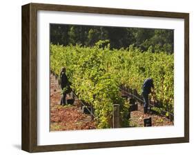 Grape Pickers at a Winery Vineyard in Region of Margaret River, Western Australia-Robert Francis-Framed Photographic Print