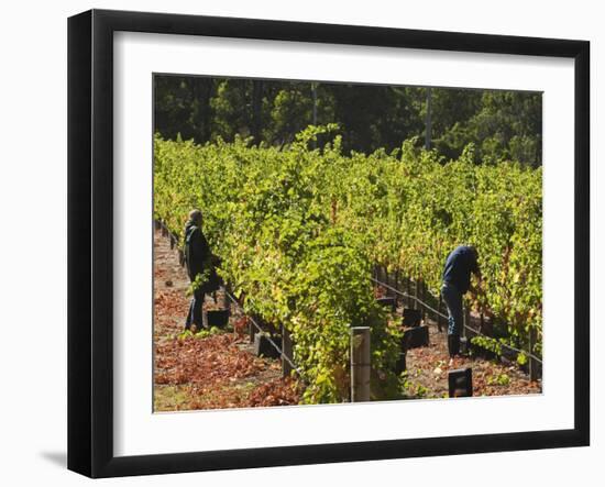 Grape Pickers at a Winery Vineyard in Region of Margaret River, Western Australia-Robert Francis-Framed Photographic Print