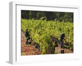 Grape Pickers at a Winery Vineyard in Region of Margaret River, Western Australia-Robert Francis-Framed Photographic Print
