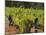 Grape Pickers at a Winery Vineyard in Region of Margaret River, Western Australia-Robert Francis-Mounted Photographic Print