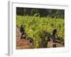 Grape Pickers at a Winery Vineyard in Region of Margaret River, Western Australia-Robert Francis-Framed Photographic Print