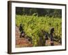 Grape Pickers at a Winery Vineyard in Region of Margaret River, Western Australia-Robert Francis-Framed Photographic Print