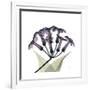 Grape Stephanotis-Albert Koetsier-Framed Premium Giclee Print