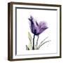 Grape Tulip-Albert Koetsier-Framed Art Print