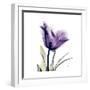 Grape Tulip-Albert Koetsier-Framed Art Print