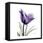 Grape Tulip-Albert Koetsier-Framed Stretched Canvas