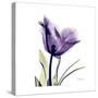 Grape Tulip-Albert Koetsier-Stretched Canvas