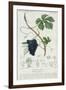 Grape Vine Botanical Plate, circa 1820-Pierre Jean Francois Turpin-Framed Giclee Print