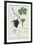 Grape Vine Botanical Plate, circa 1820-Pierre Jean Francois Turpin-Framed Giclee Print