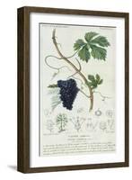 Grape Vine Botanical Plate, circa 1820-Pierre Jean Francois Turpin-Framed Giclee Print