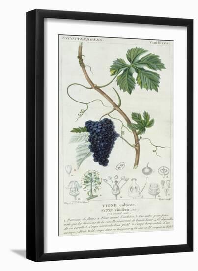 Grape Vine Botanical Plate, circa 1820-Pierre Jean Francois Turpin-Framed Giclee Print