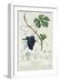 Grape Vine Botanical Plate, circa 1820-Pierre Jean Francois Turpin-Framed Giclee Print