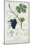 Grape Vine Botanical Plate, circa 1820-Pierre Jean Francois Turpin-Mounted Giclee Print