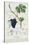 Grape Vine Botanical Plate, circa 1820-Pierre Jean Francois Turpin-Stretched Canvas