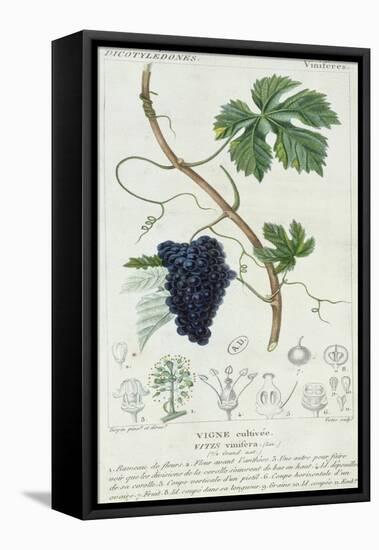 Grape Vine Botanical Plate, circa 1820-Pierre Jean Francois Turpin-Framed Stretched Canvas