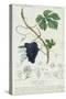 Grape Vine Botanical Plate, circa 1820-Pierre Jean Francois Turpin-Stretched Canvas
