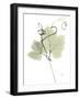 Grape Vine E149-Albert Koetsier-Framed Photographic Print