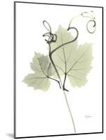 Grape Vine E149-Albert Koetsier-Mounted Photographic Print