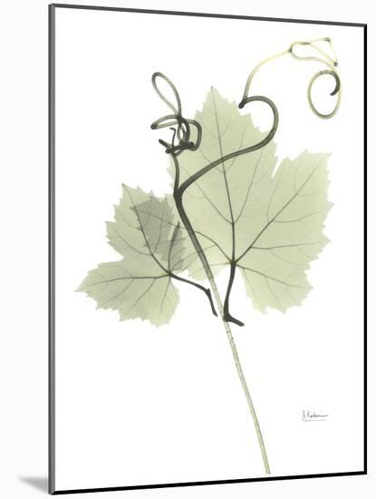 Grape Vine E149-Albert Koetsier-Mounted Photographic Print