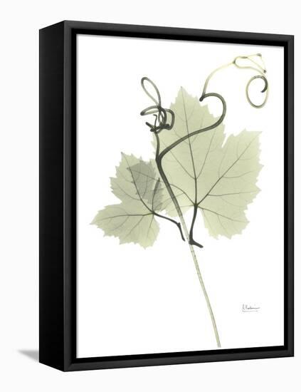 Grape Vine E149-Albert Koetsier-Framed Stretched Canvas