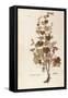 Grape Vine (Vitis Vinifera) by Leonhart Fuchs from De Historia Stirpium Commentarii Insignes (Notab-null-Framed Stretched Canvas