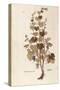 Grape Vine (Vitis Vinifera) by Leonhart Fuchs from De Historia Stirpium Commentarii Insignes (Notab-null-Stretched Canvas