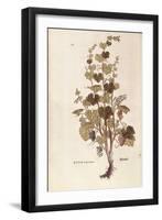 Grape Vine (Vitis Vinifera) by Leonhart Fuchs from De Historia Stirpium Commentarii Insignes (Notab-null-Framed Giclee Print