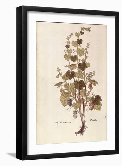 Grape Vine (Vitis Vinifera) by Leonhart Fuchs from De Historia Stirpium Commentarii Insignes (Notab-null-Framed Giclee Print