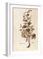Grape Vine (Vitis Vinifera) by Leonhart Fuchs from De Historia Stirpium Commentarii Insignes (Notab-null-Framed Giclee Print