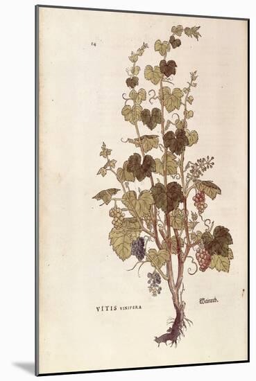 Grape Vine (Vitis Vinifera) by Leonhart Fuchs from De Historia Stirpium Commentarii Insignes (Notab-null-Mounted Giclee Print