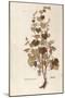 Grape Vine (Vitis Vinifera) by Leonhart Fuchs from De Historia Stirpium Commentarii Insignes (Notab-null-Mounted Giclee Print