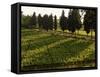 Grape Vines and Cypress Trees in Spring in Tuscany-Herbert Lehmann-Framed Stretched Canvas