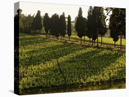 Grape Vines and Cypress Trees in Spring in Tuscany-Herbert Lehmann-Stretched Canvas