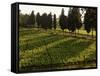 Grape Vines and Cypress Trees in Spring in Tuscany-Herbert Lehmann-Framed Stretched Canvas