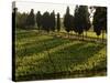 Grape Vines and Cypress Trees in Spring in Tuscany-Herbert Lehmann-Stretched Canvas